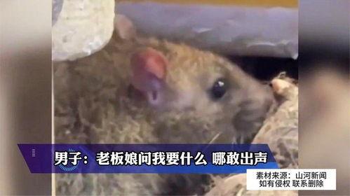 大雨爆料老鼠视频在线观看,城市“鼠患”何时休？  第3张